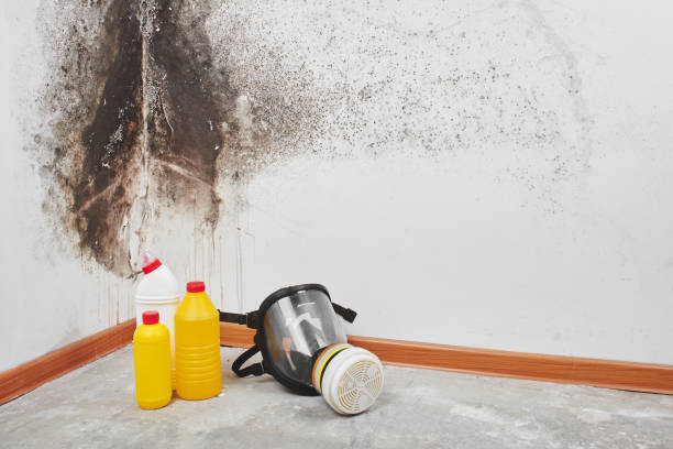 Best Kitchen Mold Remediation in Bear Creek, AL