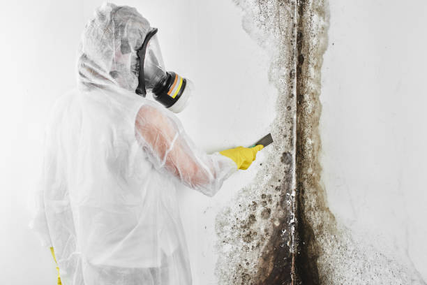 Best Mold Testing and Inspection Services in Bear Creek, AL