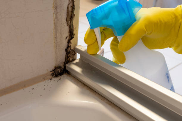 Best Industrial Mold Remediation in Bear Creek, AL