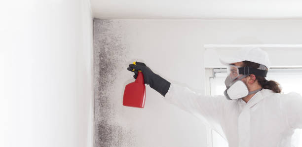 Best Mold Remediation for Specific Building Types in Bear Creek, AL